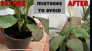 Peace lily के सुखे या बेजान पौधों को कैसे ठीक करें | peace lily plant m भूल कर भी ना करे ये गलतियां