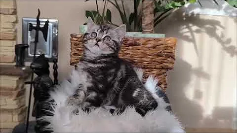 Watch the video about British shorthair classic tabby baby with GREEN eyes