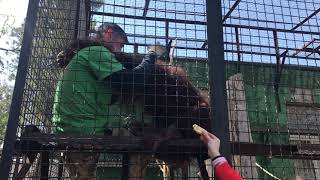 Орангутан Дана и ее любимый кипер! Тайган Orangutan Dana and her favorite keeper! Taigan