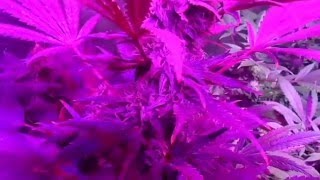 Ledhydroponics - 45Days Dutch Cheese - Led Grow Lights
