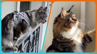 🐾 Maine Coon Sherkan and Shippie on the Balcony, the Preferred Spot to Admire the Neighborhood!🐱V128 by Maine Coon Cats TV 324 views 1 month ago 2 minutes, 27 seconds