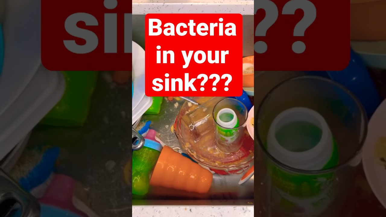 Bacteria in your sink? science bacteria learning microbiology 