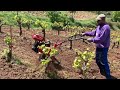 Viticulture with traditional handicraft on an organic estate at 950 meters altitude