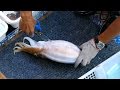 Cutting live Cuttlefish at Sai Kung seafood market - Hong Kong