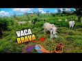 CURANDO BEZERRA no PASTO COM A VACA BRAVA