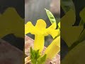 #music #bollywood #flowers #jiskeaanesemukammalhogayithizindagisong #gardeningflowers #ytshorts