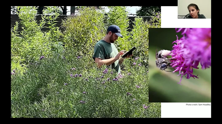 Biological Control of Invasive Plants Using Insects by Ellen Lake