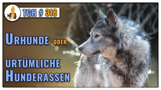 Gibt es Urhunde wirklich? Hunde vom Urtyp und urtümliche Hunderassen TGH 318