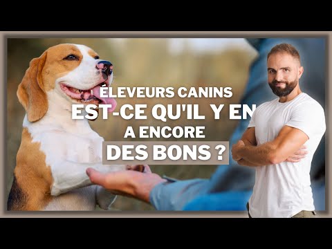 Vidéo: L'élevage est-il mauvais pour les chiens ?