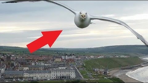 Bird attacks drone