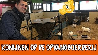 Het New Californian Konijn Gered Dierenpraattv