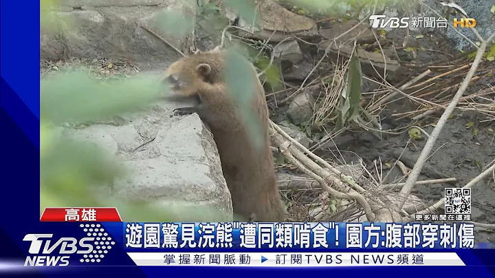 不忍! 壽山動物園「浣熊」遭同伴攻擊亡又被啃｜TVBS新聞 @TVBSNEWS01 - 天天要聞