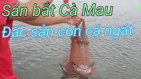 Bắt cá ngát  cùng đồng đội ( SĂN BẮT CÀ MAU ) TT05