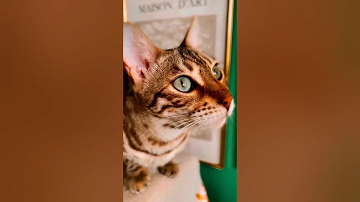 Video 10846261: wild bengal cat, bengal cat meets, bengalcat catlover, beautiful bengal cat, little leopard