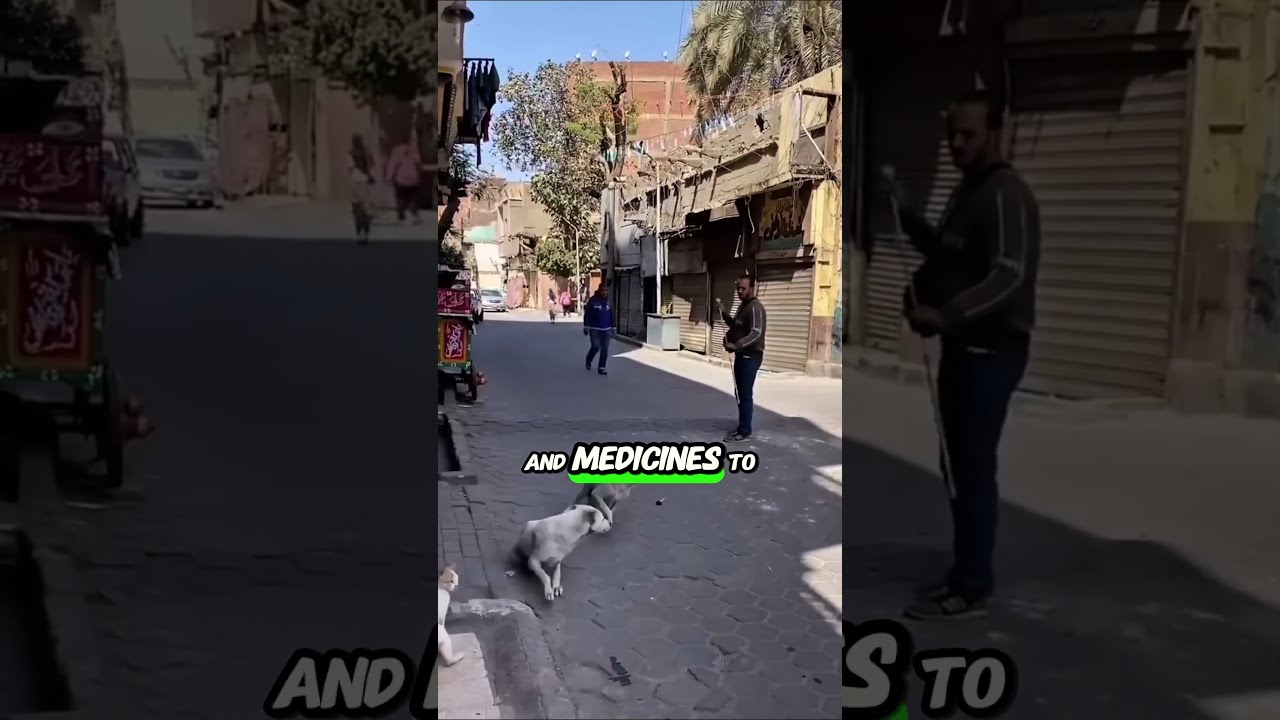 The Best Way To Avoid Dog Contact While Giving A Shot Shortsvideo