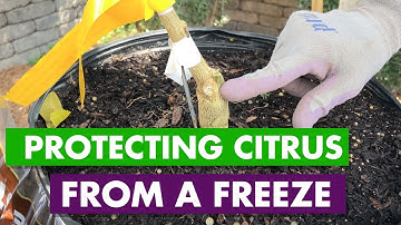 Surprisingly Simple Tricks to Protect Your Citrus in Freezing Weather