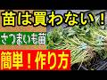 【簡単！】さつまいも苗の作り方を教えます！