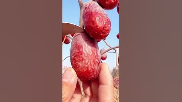 Đây là quả nhót hay quả táo vậy? #shorts
