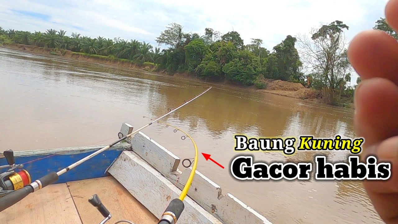 BESAR-BESAR! Momen yang Sangat Tepat Mancing Ikan Baung Ketika Air Naik