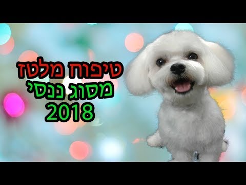 כלב מלטז מסוג ננסי - תספורת מלטז