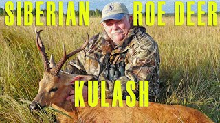 Siberian Roe Deer Kulash Сибирская Косуля Кулаш