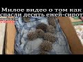 Милое видео о том как спасли десять ежей-сирот.