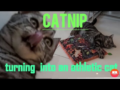 Video: Catnip At Pusa