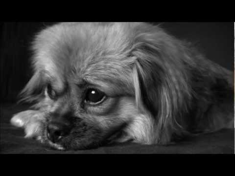 Video: Tavs Suns Un Aukstais Dīglis