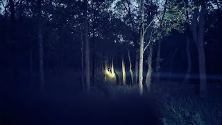 Night Safari.. 🐯🐘🐘 Simlipal Tigers Reserve Forest 🌲