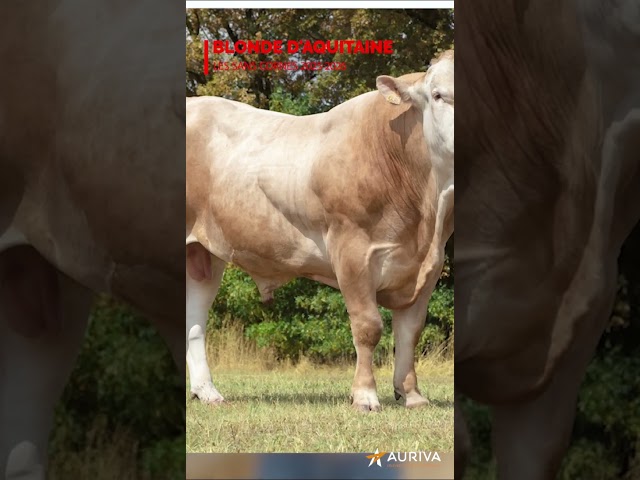 L'offre Blonde d"Aquitaine - sans cornes 2025-2026