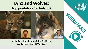 Lynx and wolves - top predators for Ireland?