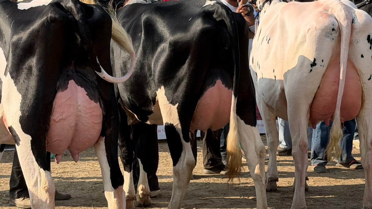 Pure ABS,Denmark Breed with high Milk Record || Champion of Punjab 🏆Jashan Dairy Farm