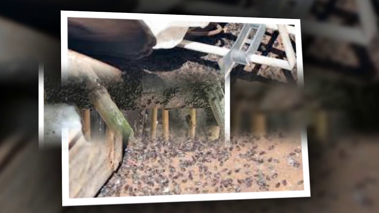 Công ty diệt bọ đậu đen cho xí nghiệp