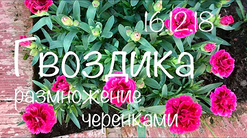 Гвоздика 16.12.18 Хранение зимой и размножение гвоздики
