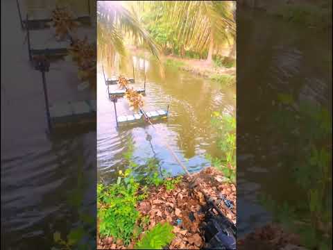 💨 Aerators in Aquaculture Explained! Vanami Royyalu Fan Set Part 1 🦐 #Bhimavaram #RoyyaluCheruvulu