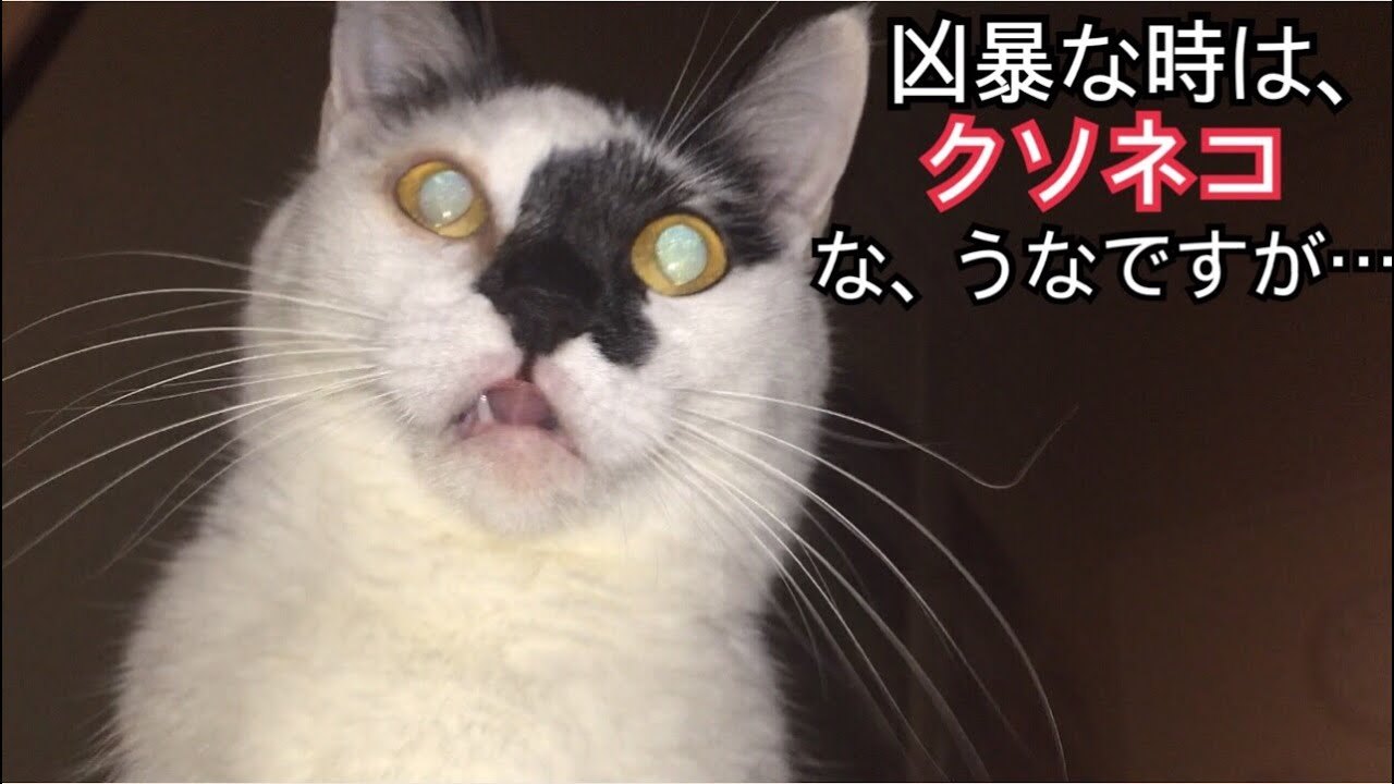 飼い主の髪を毛づくろいする猫 Youtube