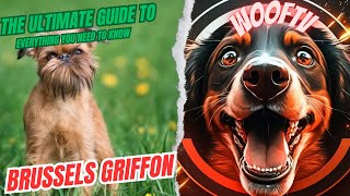 The Ultimate Guide to Brussels Griffon: Everything You Need to Know by WoofTV 9 views 1 year ago 1 minute, 29 seconds