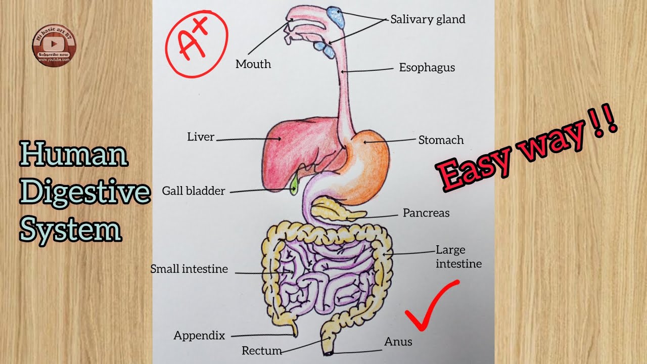 Gut System.drawing Human Digestive system diagram drawing with colourful/how to draw ...
