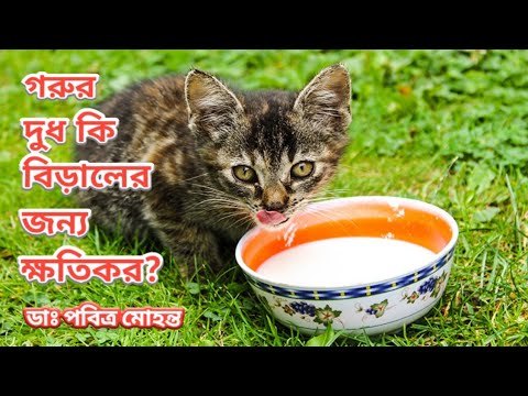 ভিডিও: বিড়ালরা কি গরুর দুধ পান করতে পারে?