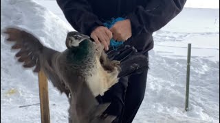 Rescuing a peacock (peahen) from baling twine it was caught in… by Jason Rossman 642 views 1 year ago 2 minutes, 42 seconds