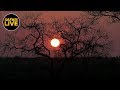 safariLIVE - Sunset Safari - August 11, 2019