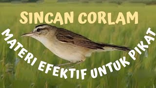 SUARA PIKAT SINCAN KERAk BASI CORLAM TERBAIK