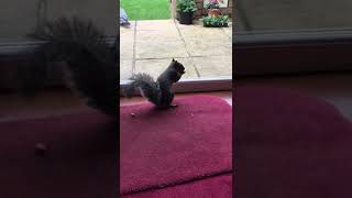 Squirrel pet at home