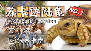 苏卡达陆龟原生环境介绍与饲养指南 | 新手推荐