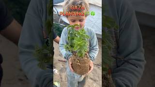 Little Adam Helping To Plant Mint In Gaza For Yummy Tea
