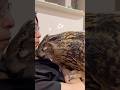 パパの上に座り込んで甘えるフクロウ　#owl #フクロウ #かわいい #ユーラシアワシミミズク #鳥