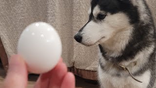 ASMR Husky Egg Taste Test Crunchy Sounds