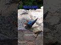 Red-spotted Purple soaking up the Sun