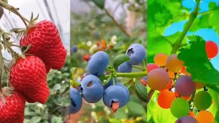 Enjoy beautiful nature with rural life | Farm fresh🥑🥝🍉🌽#video#viral#fruit#nature#FresHGooD