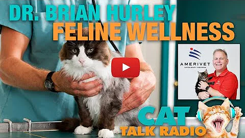 Cat Talk Radio - Dr. Brian Hurley on Cat Wellness